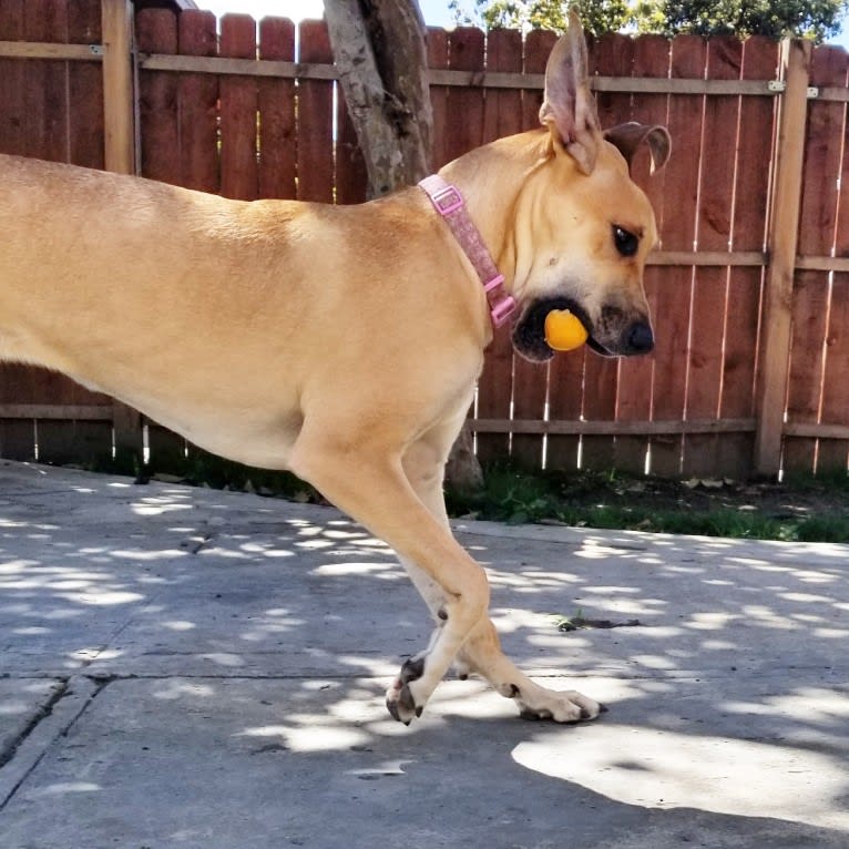 RGD's Remy Reign, a Great Dane tested with EmbarkVet.com