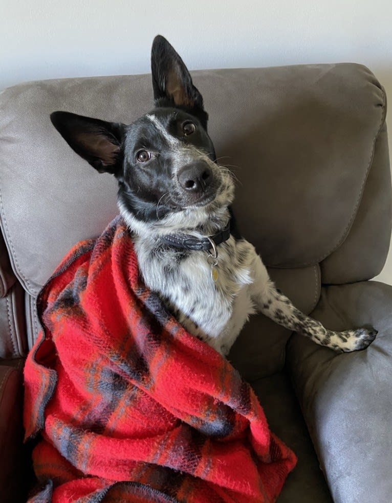 Daffy, an Australian Shepherd and Australian Cattle Dog mix tested with EmbarkVet.com