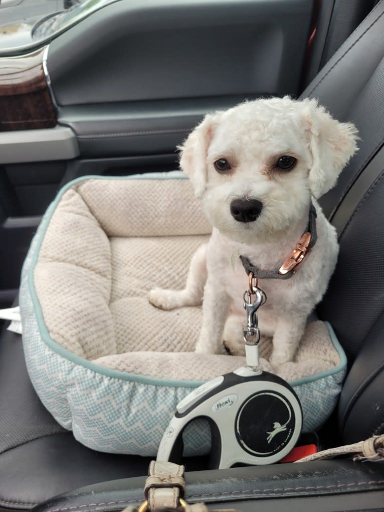 Izzybelle, a Poodle (Small) and Bichon Frise mix tested with EmbarkVet.com