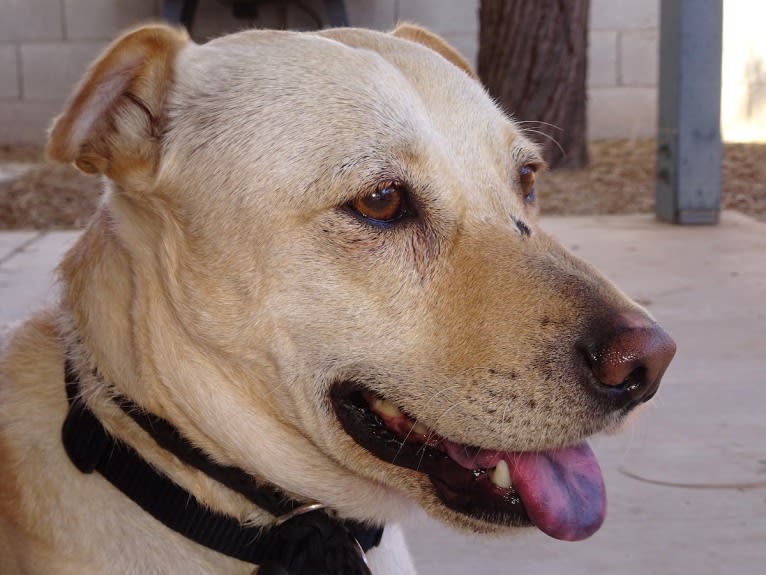 Doc, a Chihuahua and American Pit Bull Terrier mix tested with EmbarkVet.com