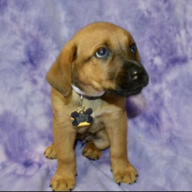 Sansa, a Labrador Retriever and German Shepherd Dog mix tested with EmbarkVet.com