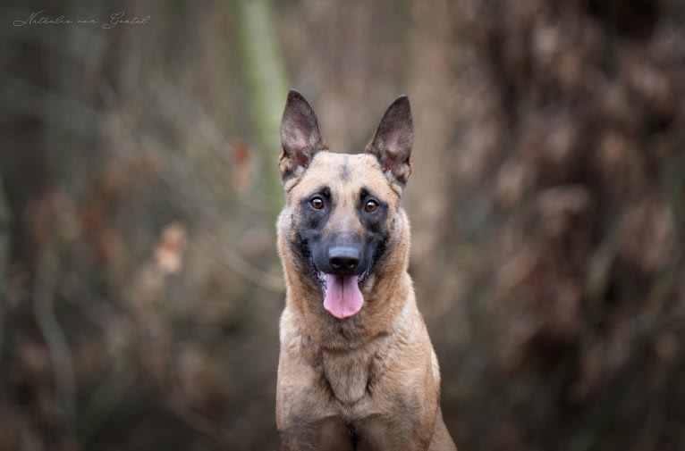 Winny, a Belgian Shepherd tested with EmbarkVet.com