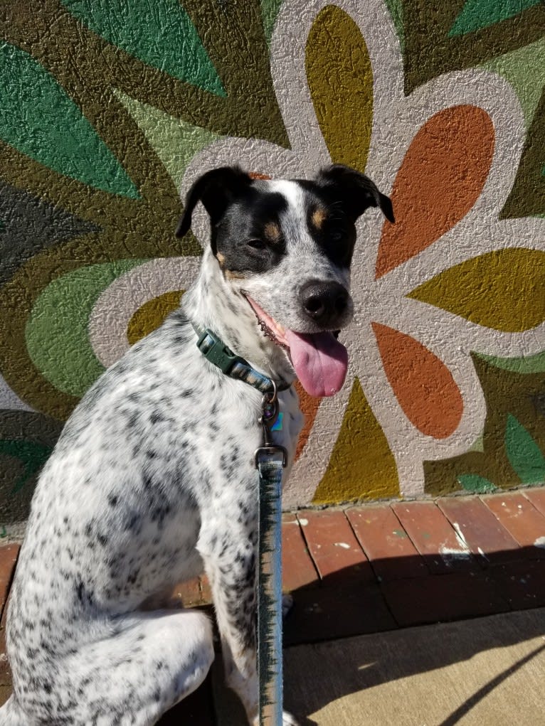 Bear, an American Village Dog tested with EmbarkVet.com