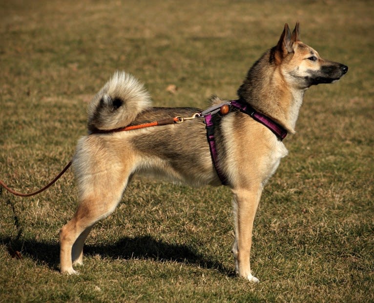 Raven, a West Siberian Laika tested with EmbarkVet.com