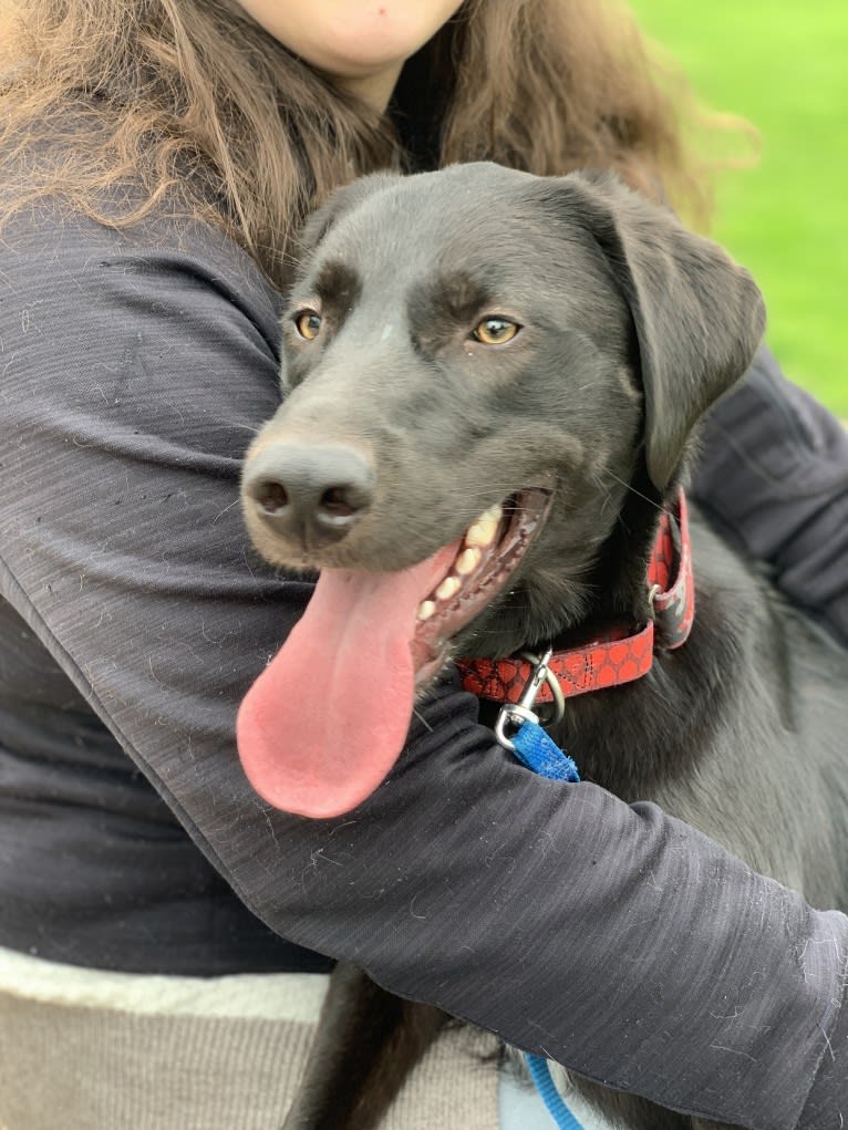 Guinness, a Labrador Retriever and Australian Cattle Dog mix tested with EmbarkVet.com