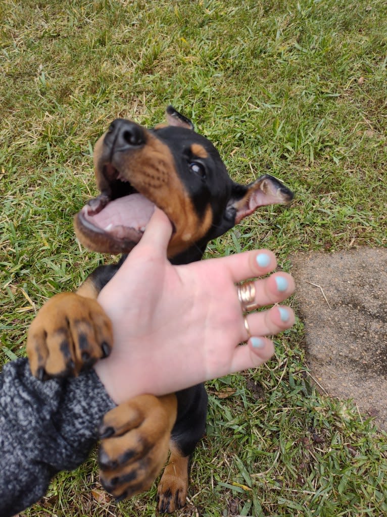 Sappho-raptor, a Doberman Pinscher tested with EmbarkVet.com