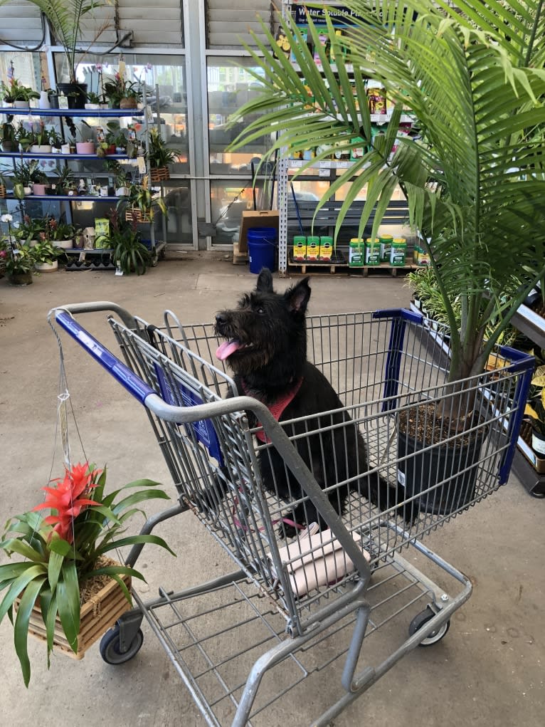 Minnie, a Miniature Schnauzer and Labrador Retriever mix tested with EmbarkVet.com