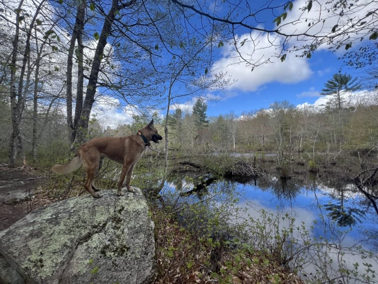 Everhett, a German Shepherd Dog and Australian Cattle Dog mix tested with EmbarkVet.com