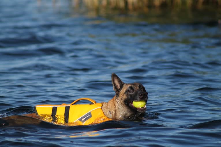 MATTES, a Belgian Shepherd tested with EmbarkVet.com