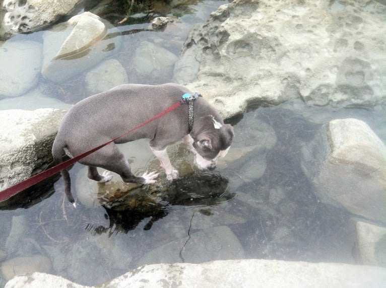 Linda, an American Staffordshire Terrier tested with EmbarkVet.com