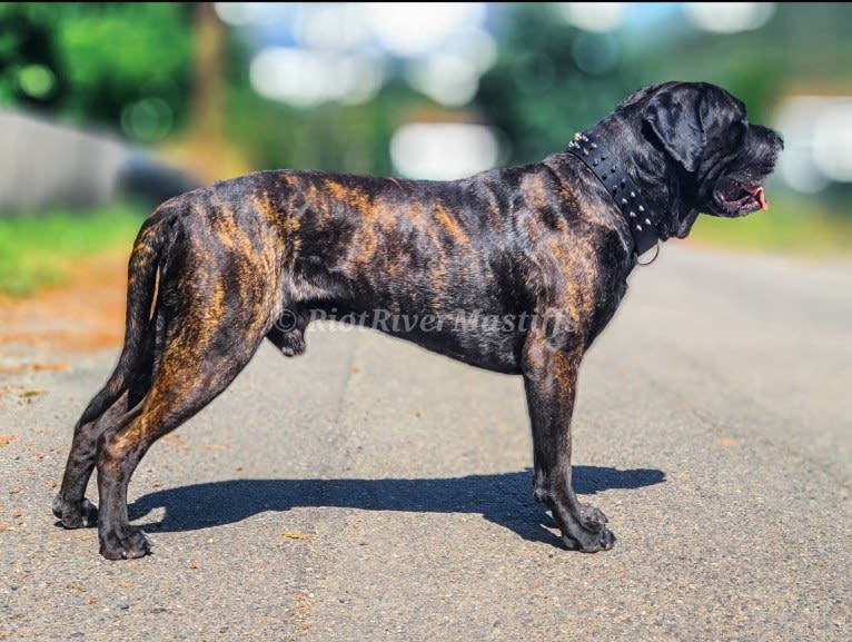 Trigger, a Mastiff and Cane Corso mix tested with EmbarkVet.com