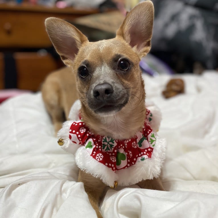 Kirby, a Chihuahua and Poodle (Small) mix tested with EmbarkVet.com