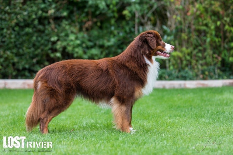 Nyko, an Australian Shepherd tested with EmbarkVet.com