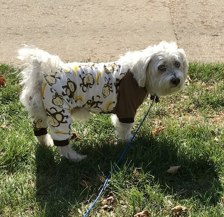 Simon Mose Bright, a Lhasa Apso and Bichon Frise mix tested with EmbarkVet.com