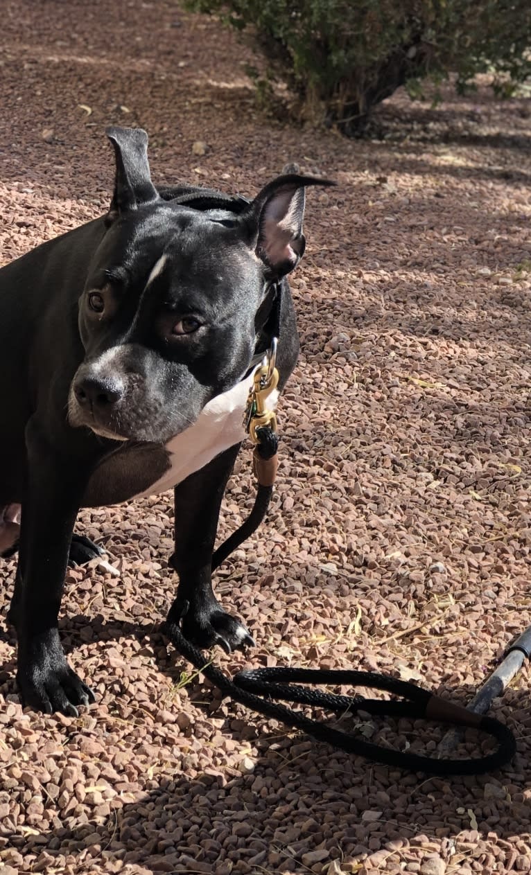 Mickey, an American Bully tested with EmbarkVet.com