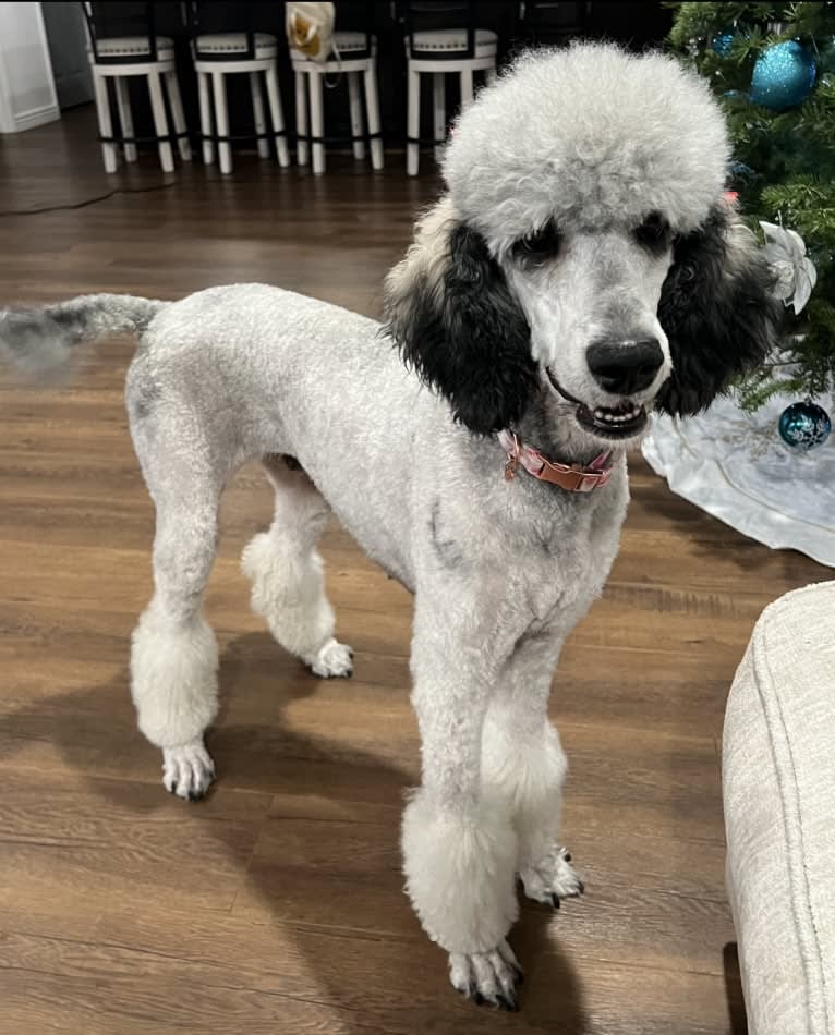 Katana, a Poodle (Standard) tested with EmbarkVet.com