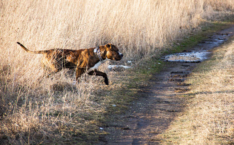 Loki, an American Pit Bull Terrier (4.7% unresolved) tested with EmbarkVet.com