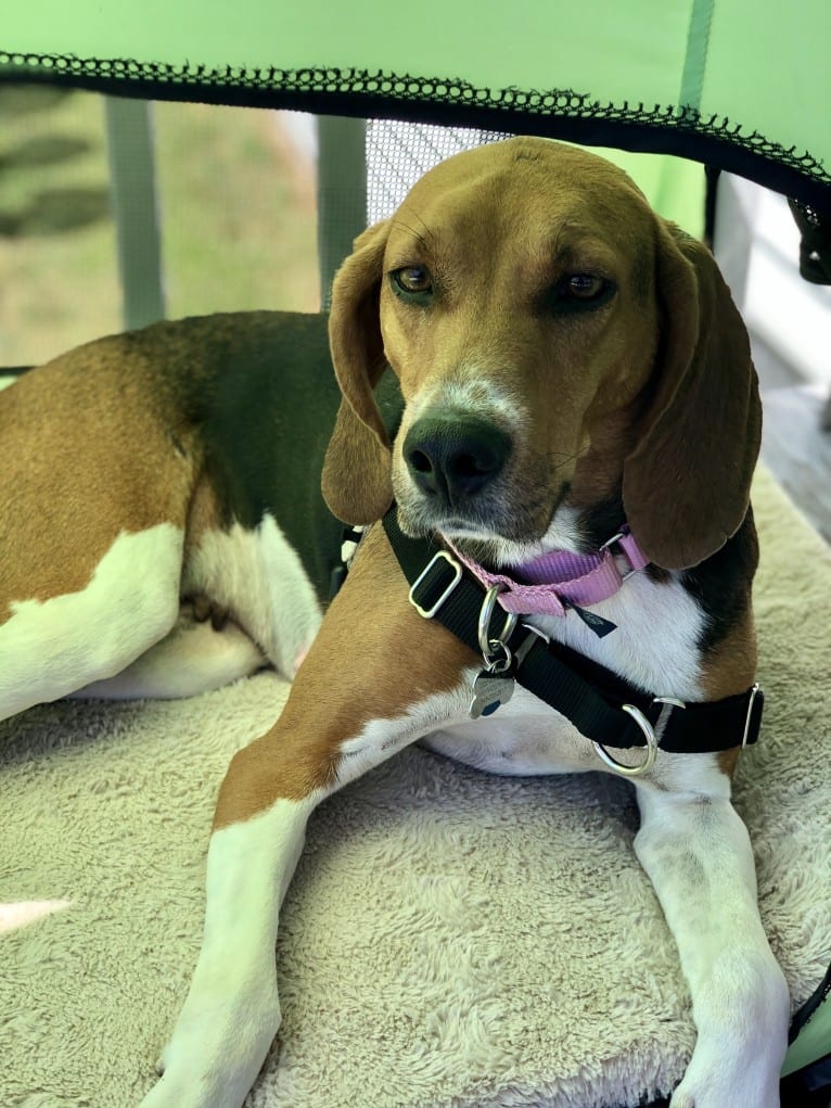 Scout, a Treeing Walker Coonhound tested with EmbarkVet.com