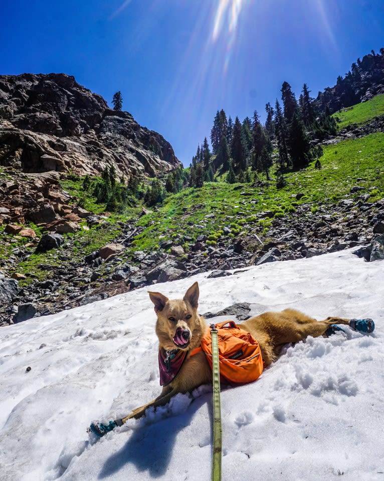 Goose, a German Shepherd Dog and Siberian Husky mix tested with EmbarkVet.com