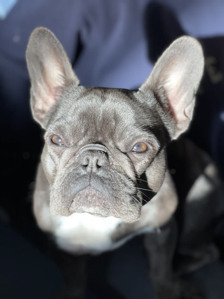 Gianna, a French Bulldog tested with EmbarkVet.com