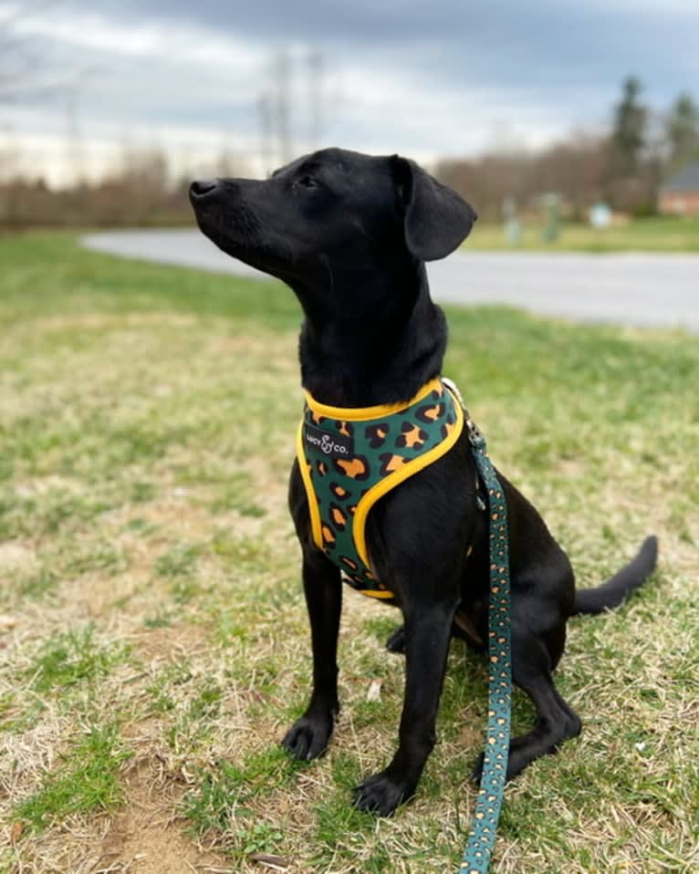 Mia, a Chihuahua and Rat Terrier mix tested with EmbarkVet.com