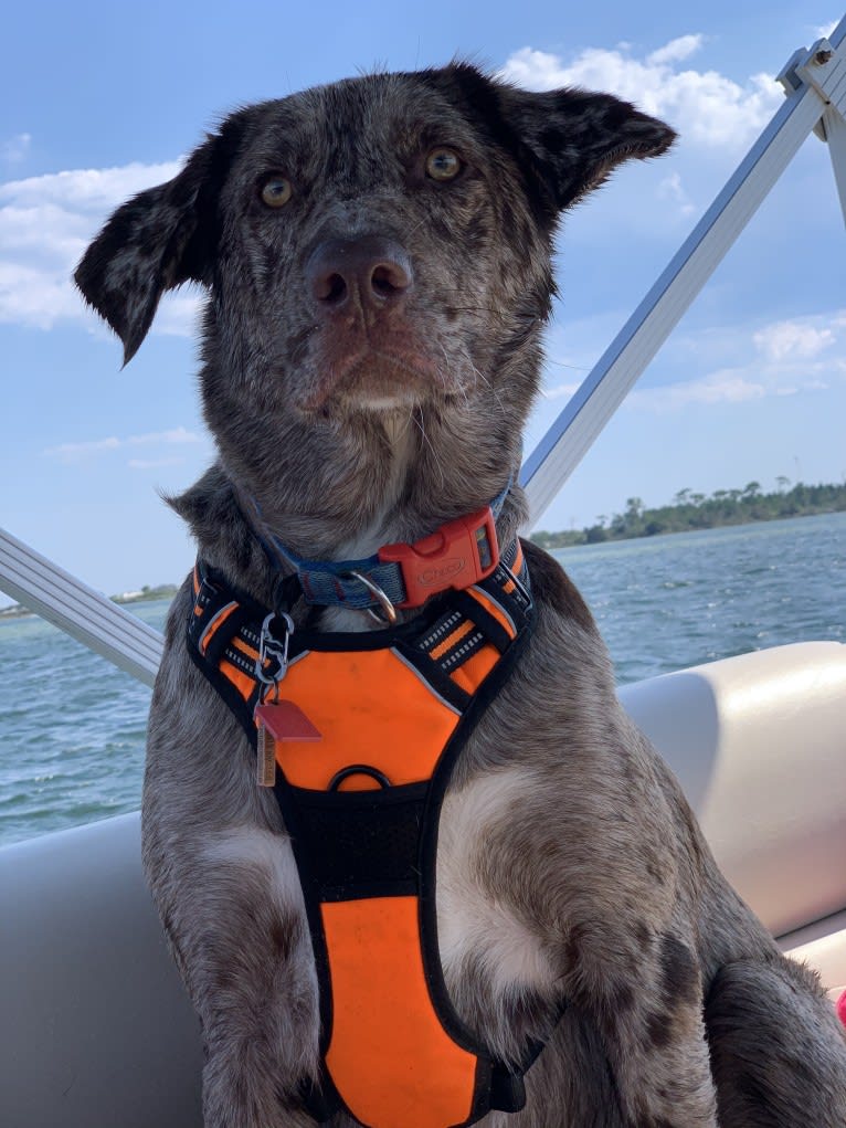 Dexter, a Labrador Retriever and Australian Shepherd mix tested with EmbarkVet.com