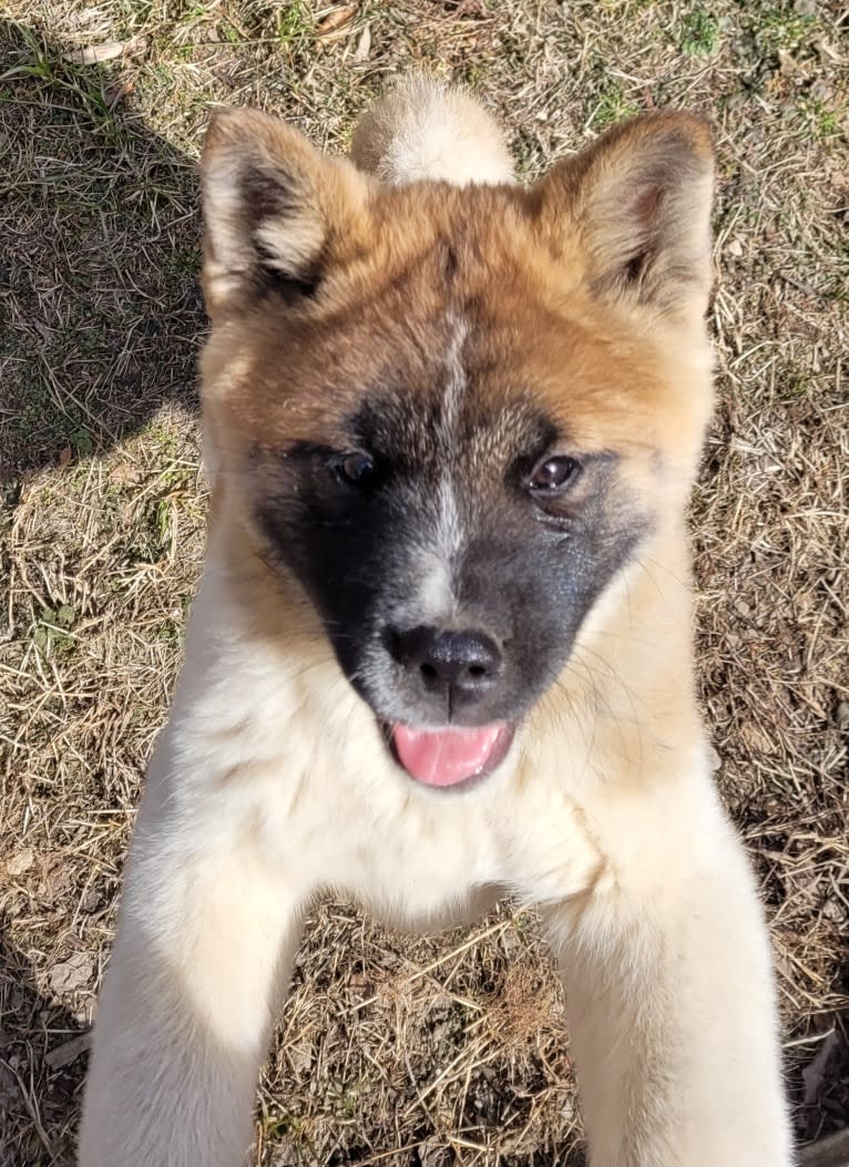 Geena, an Akita tested with EmbarkVet.com