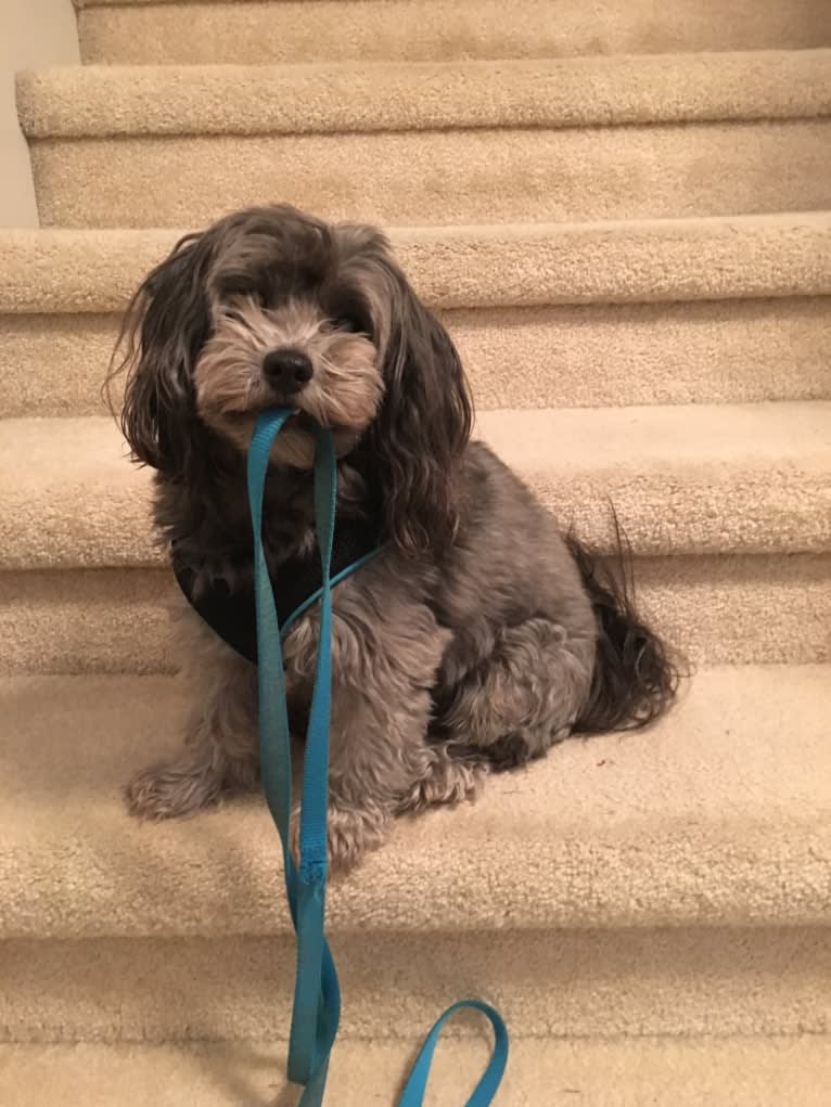 Dusty, a Maltipoo (5.8% unresolved) tested with EmbarkVet.com