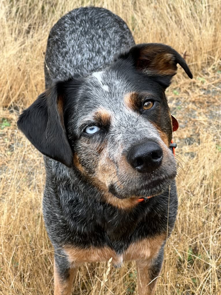 Levi, an Australian Cattle Dog and Bluetick Coonhound mix tested with EmbarkVet.com