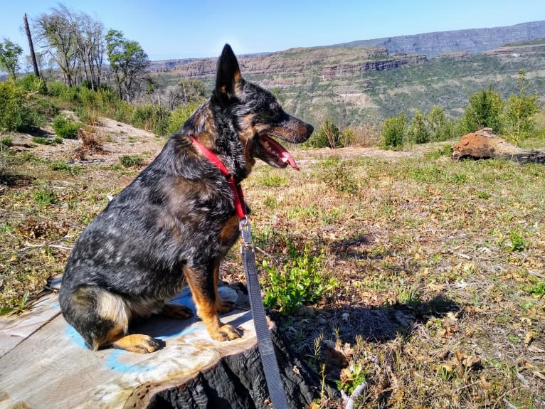 Buck (Little Monster, Little Bear), an Australian Cattle Dog tested with EmbarkVet.com