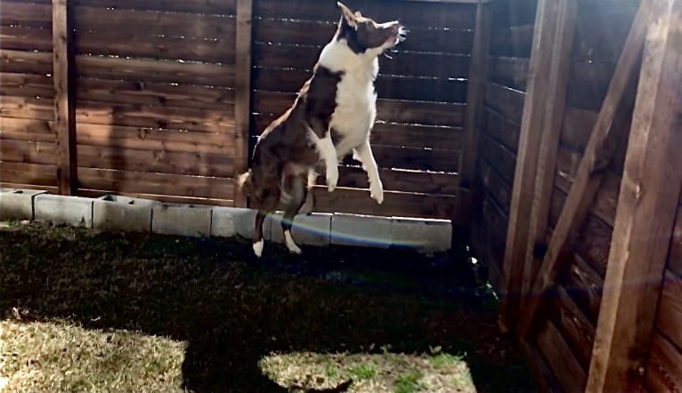 Christopher, an Australian Shepherd and Border Collie mix tested with EmbarkVet.com