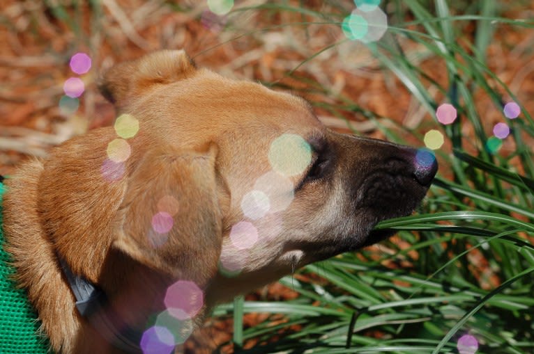 Nikki, a German Shepherd Dog and Chow Chow mix tested with EmbarkVet.com