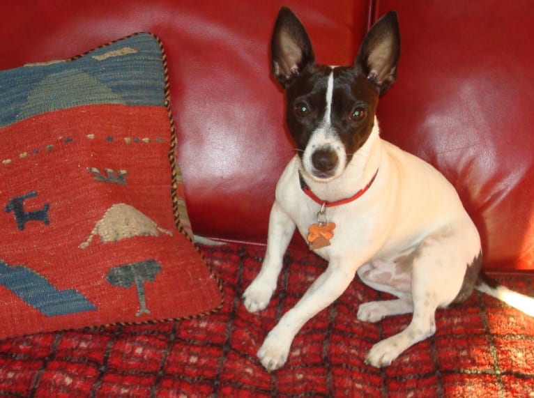 Diego, a Russell-type Terrier and Chihuahua mix tested with EmbarkVet.com