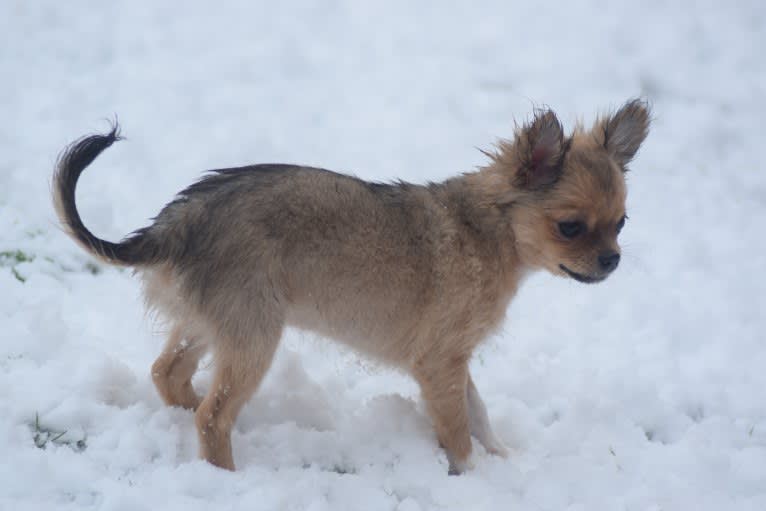 Ember, a Chihuahua tested with EmbarkVet.com
