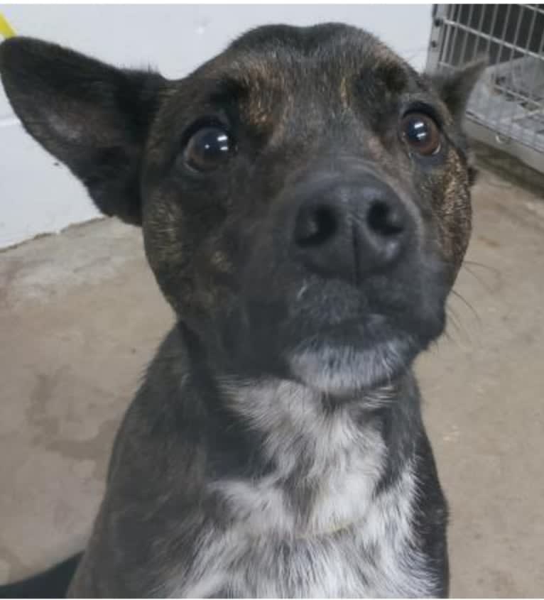 Butler, an Australian Cattle Dog and American Pit Bull Terrier mix tested with EmbarkVet.com