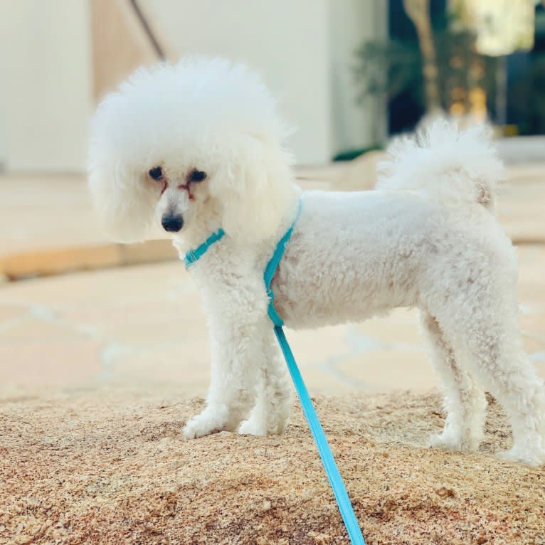 GiGi L'Amour, a Poodle (Small) tested with EmbarkVet.com