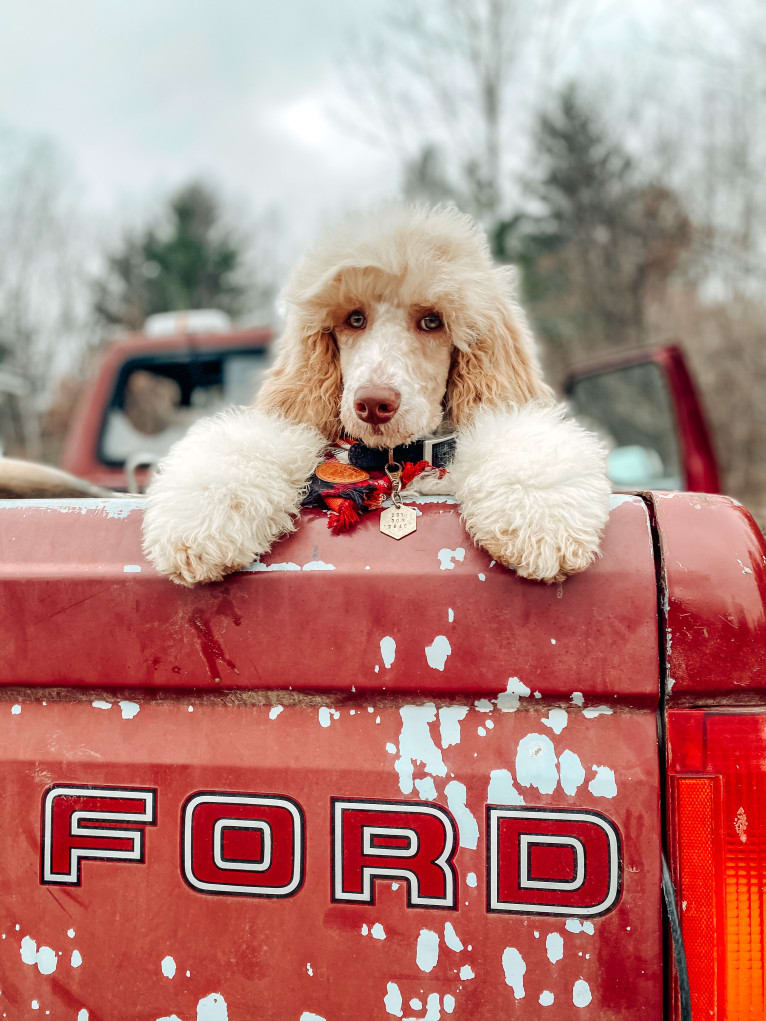 Togan, a Poodle (Standard) tested with EmbarkVet.com