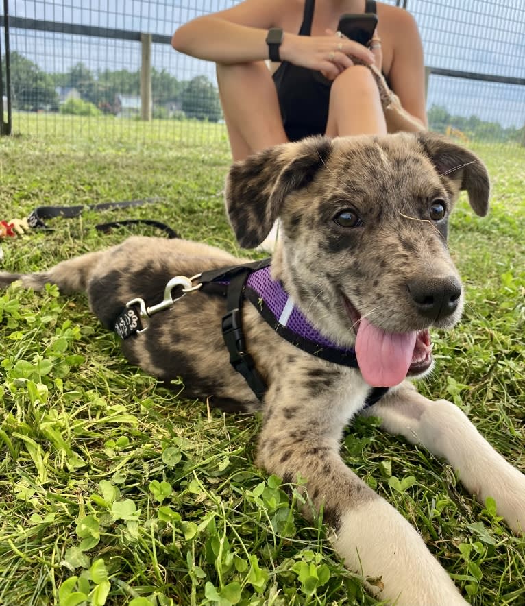 Tiller, a Great Pyrenees and German Shepherd Dog mix tested with EmbarkVet.com