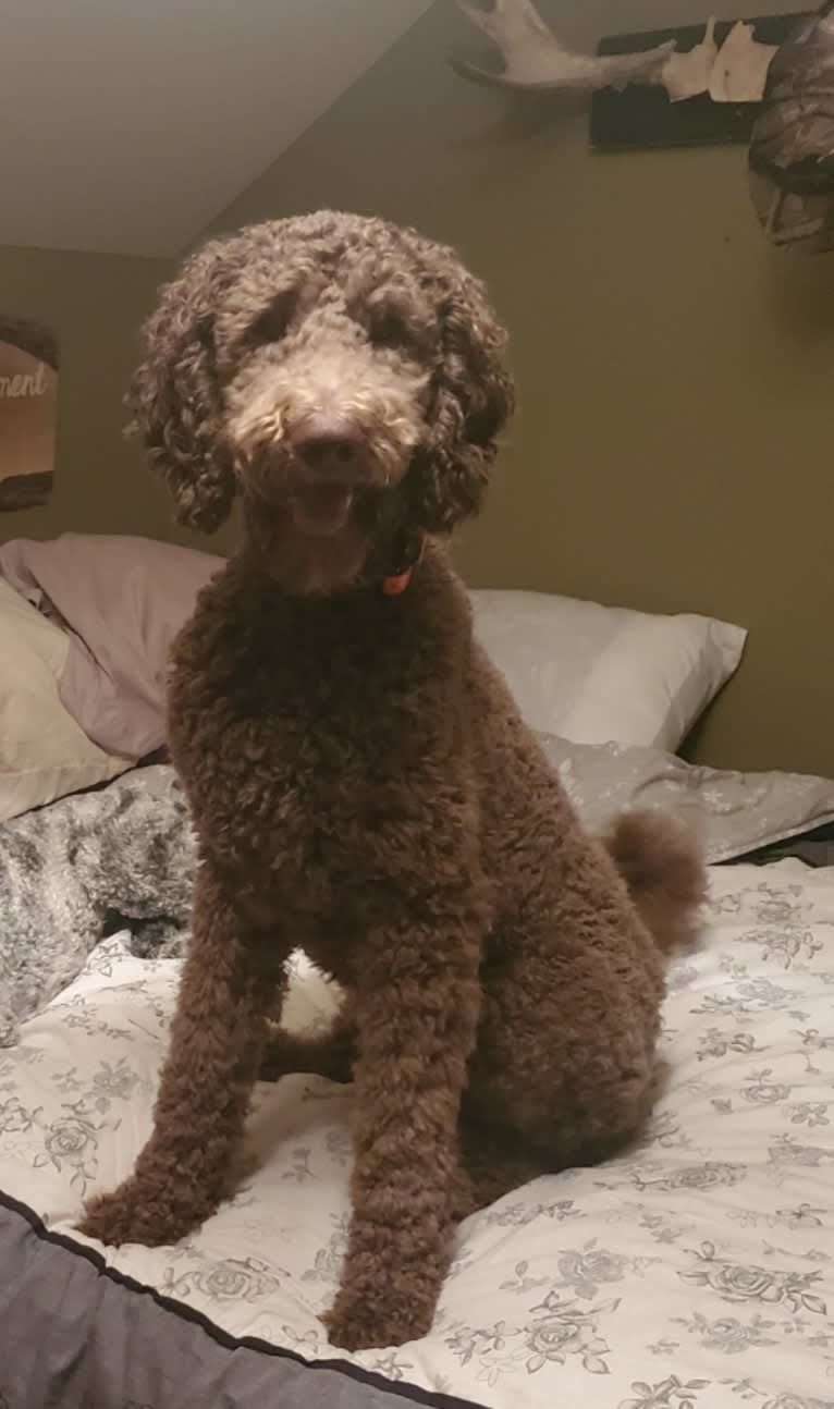 Maverick, a Poodle (Standard) tested with EmbarkVet.com