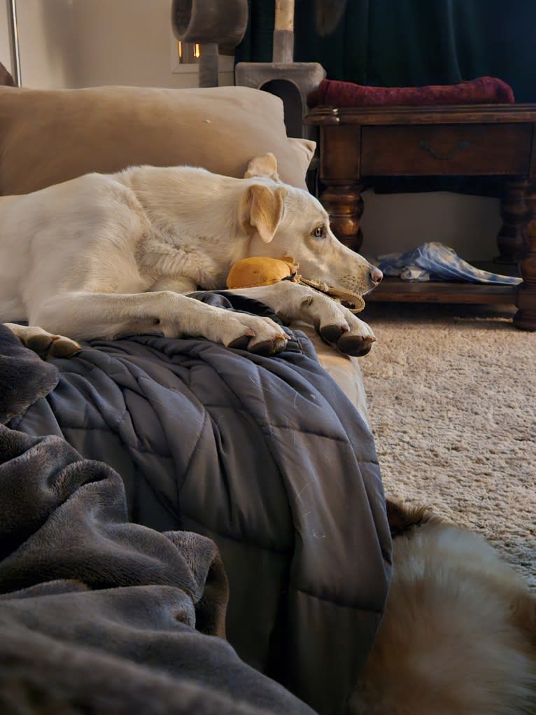 Hopper, an Australian Cattle Dog and American Pit Bull Terrier mix tested with EmbarkVet.com