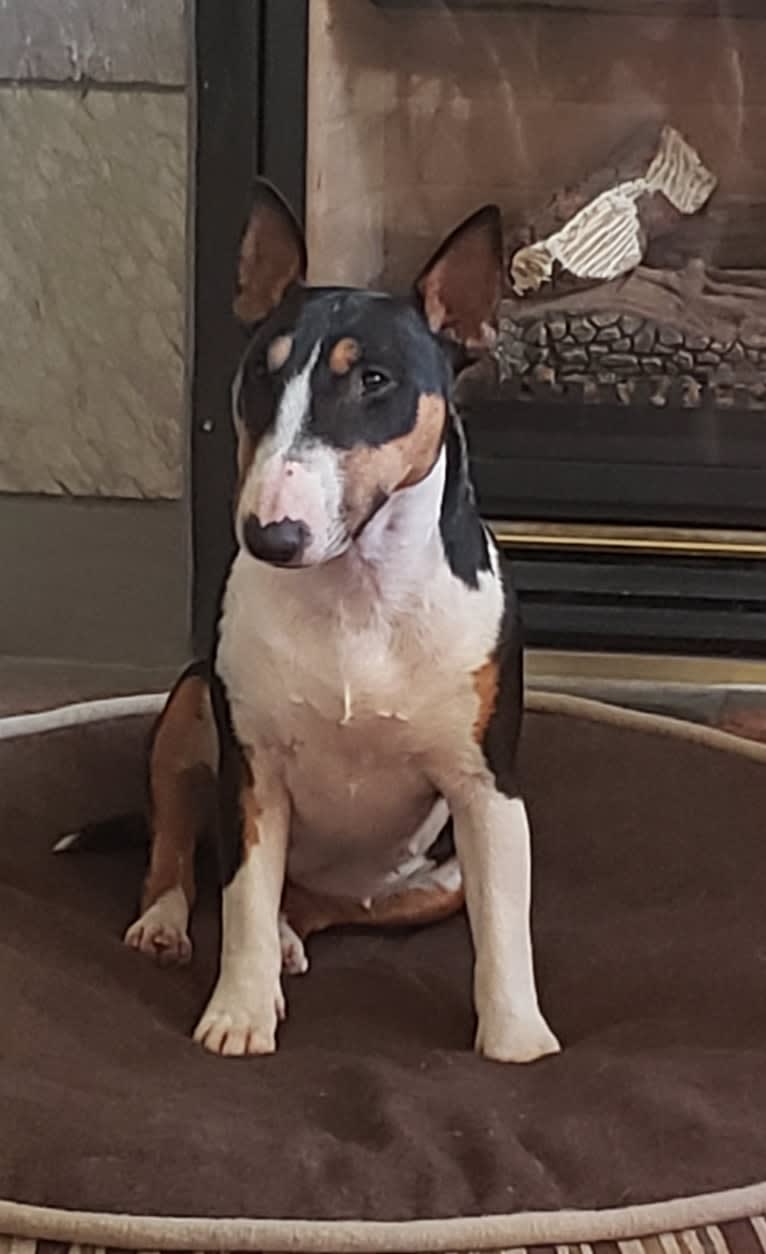 Biscuit, a Miniature Bull Terrier tested with EmbarkVet.com