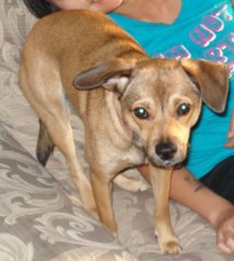 Maya, a Cocker Spaniel and American Pit Bull Terrier mix tested with EmbarkVet.com