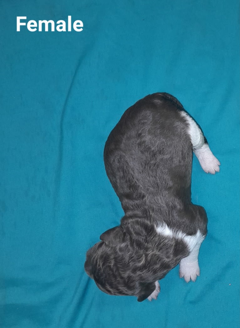 Sunny, a Poodle (Standard) tested with EmbarkVet.com