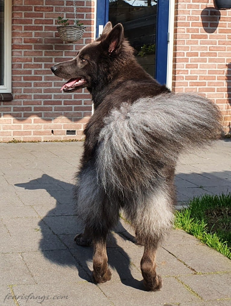 VERGIL, a German Shepherd Dog tested with EmbarkVet.com