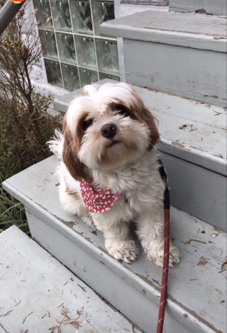 Charlie, a Shih Tzu and Pekingese mix tested with EmbarkVet.com