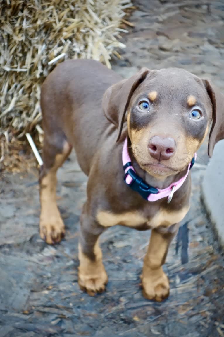 Luna, a Doberman Pinscher tested with EmbarkVet.com