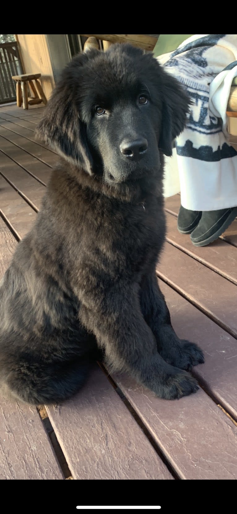 paisley patton, a Newfoundland tested with EmbarkVet.com