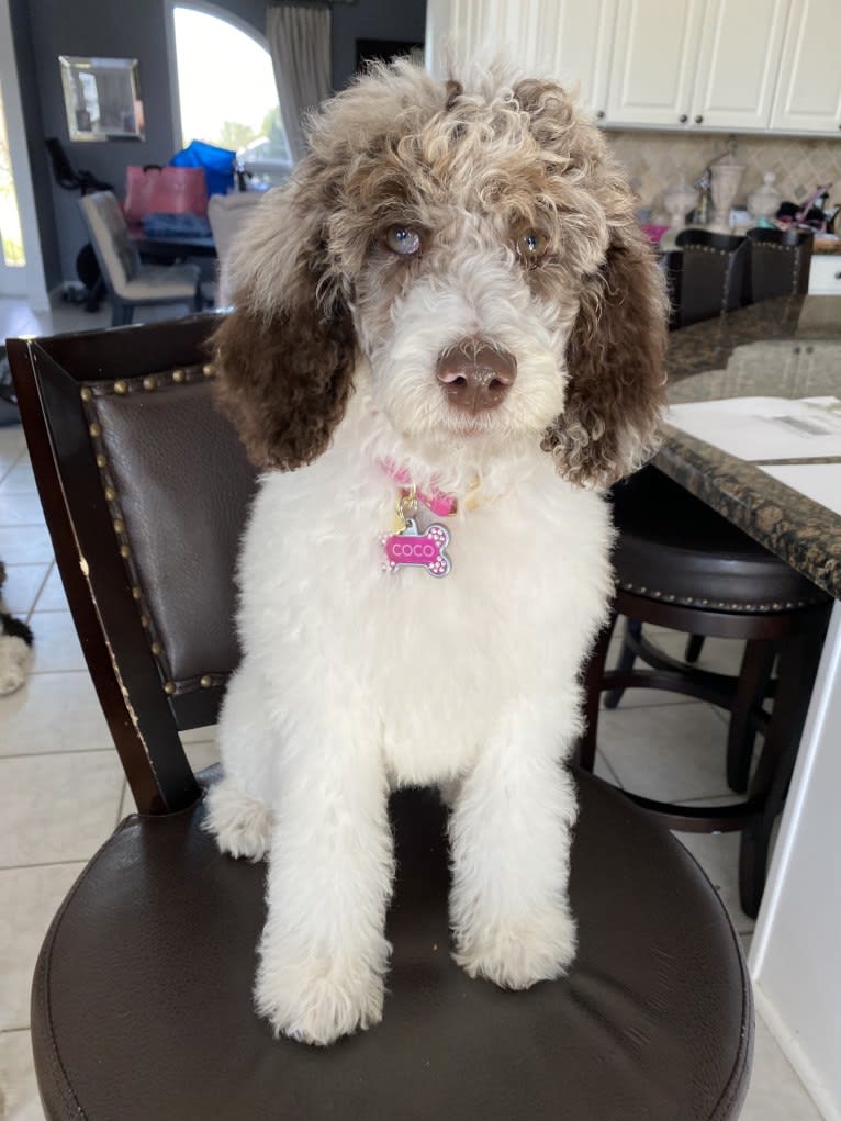 CoCo, a Poodle (Standard) tested with EmbarkVet.com