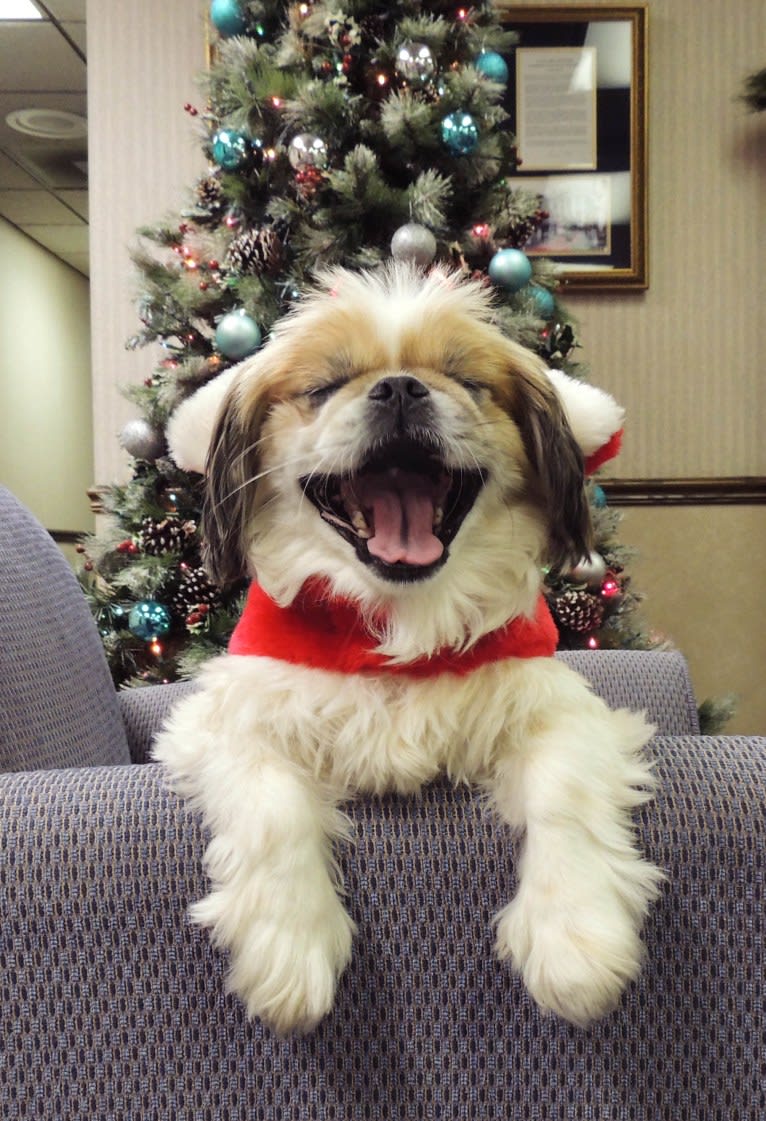 Baxter, a Pekingese and Japanese Chin mix tested with EmbarkVet.com