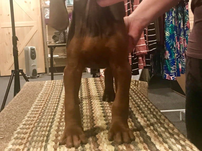 Piper, a Redbone Coonhound tested with EmbarkVet.com